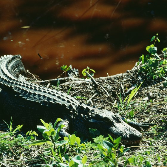 Alligators are seen in their natural habitat on river cruises.