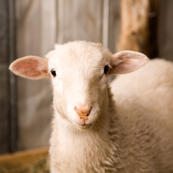 The Maryland Sheep and Wool Festival draws thousands every year.