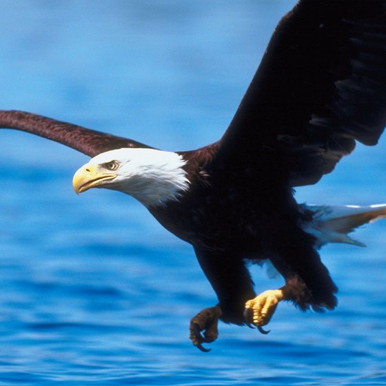 See eagles nesting at Eagle Lake, California.