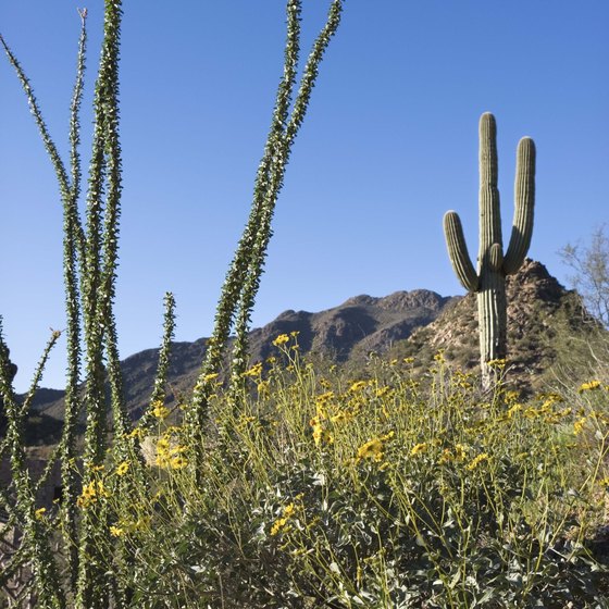 Use your Sunday to visit a national or state park in Arizona.