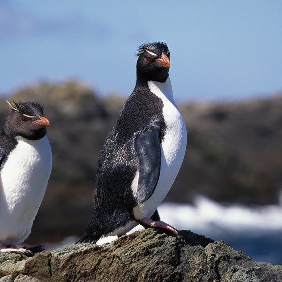 Penguins rule the roost and top the souvenir list in the Falkland Islands.