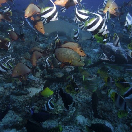 Largest Group Of Coral Reefs 75