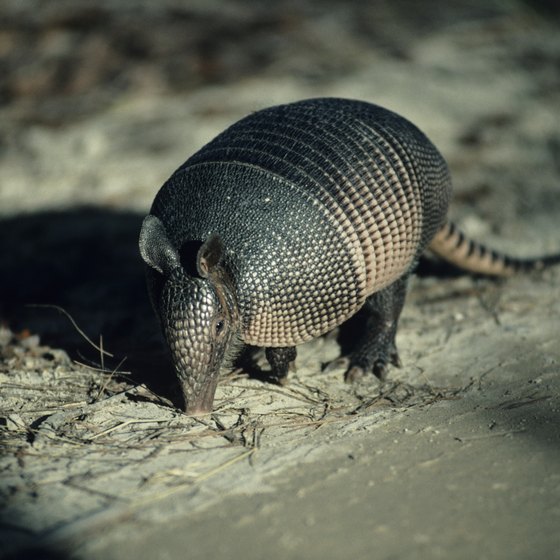Hikers in the Chickasaw National Recreation Area beside Sulphur might see armadillos.