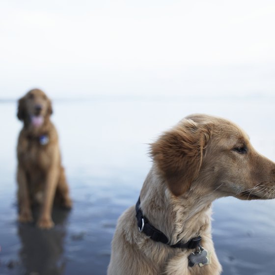 Bring along your best friends to the Oregon Coast.