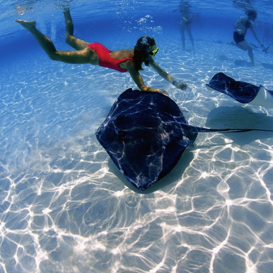 Stingray City is a renowned attraction off the coast of George Town, Grand Cayman.