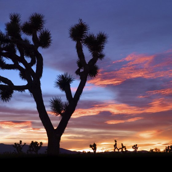 Bring your camera to capture the dramatic desert scenery.