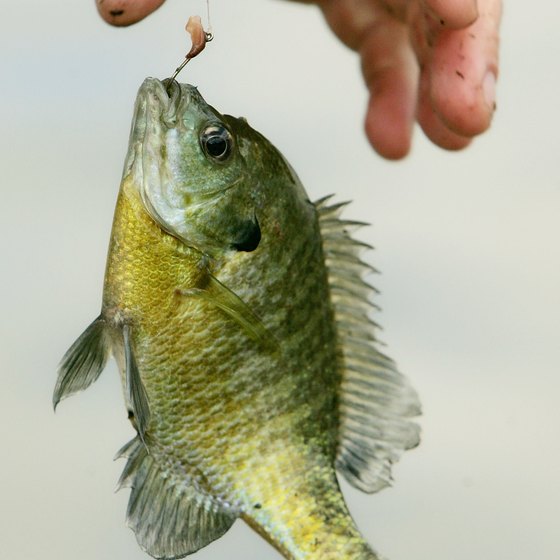 Bluegill are among the most abundant game fish in the Asheville area.