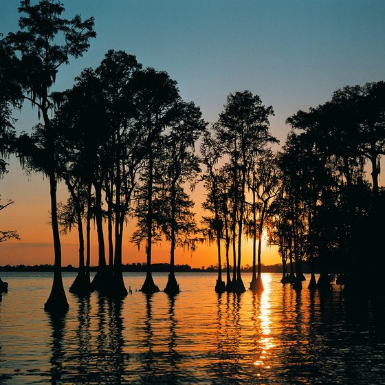 Cypress trees in Winter Haven are silhouetted against the setting sun.