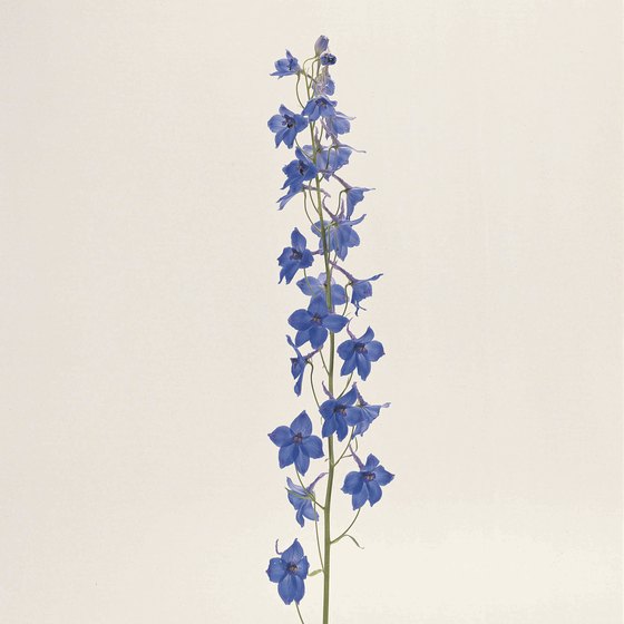 Delphinium number among the few plant species native to Poland.