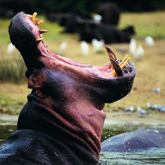 Tours offer views of hippos in Uganda's Queen Elizabeth Park.