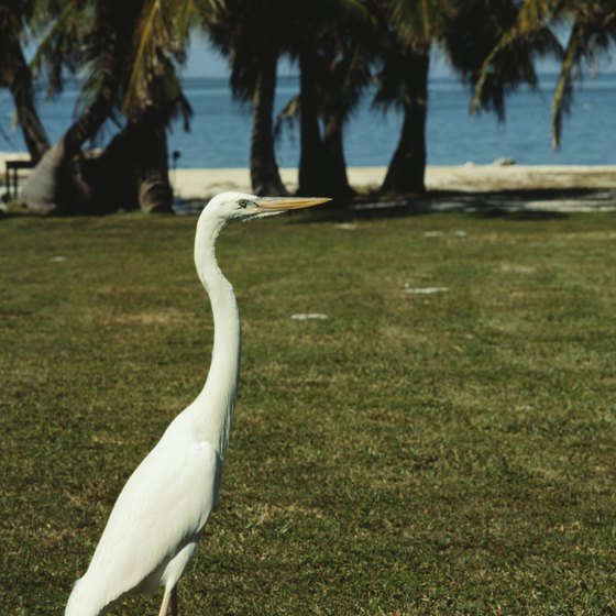Florida's distinct wildlife and sandy beaches are a big draw for visitors.