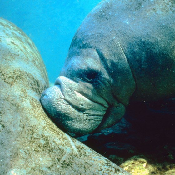 Homosassa Springs Wildlife State Park has an underwater room past which the manatees swim.