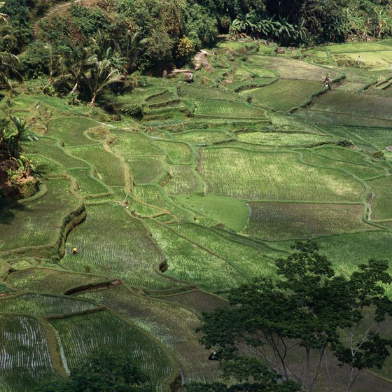 Bali's rice paddies offer day-hiking opportunites.