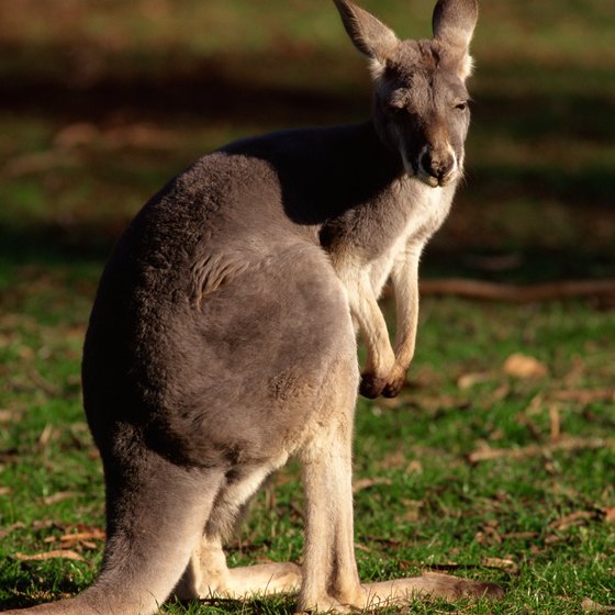 Take an Australian wildlife tour to see kangaroos and other animals up close.