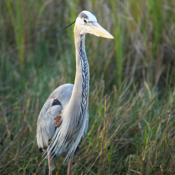 Look for great blue herons near waterways in Florida.