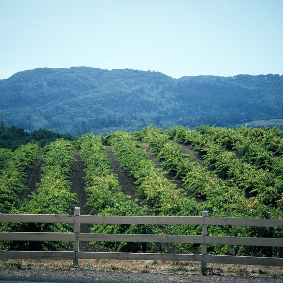 Napa Valley is famous for its vineyards.