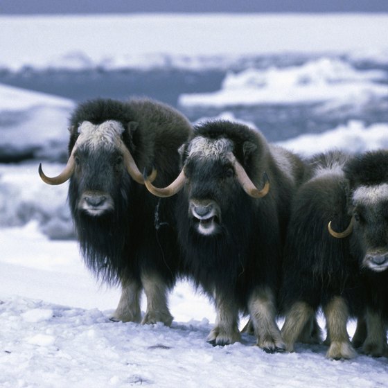 Tour any one of three Alaska facilities where you can see musk oxen.