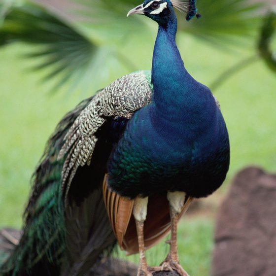 Wild peacocks are one of the many wildlife species native to South Bimini.