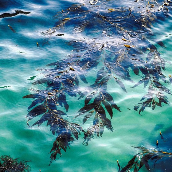 Kelp and seaweed sway in the currents off California's coast.