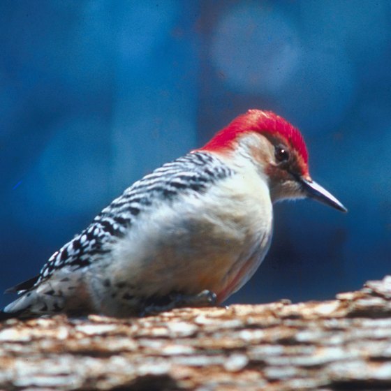 Woodpeckers: one of 250 bird species seen around Devils Kitchen Lake.