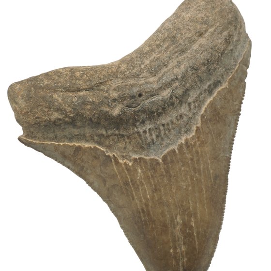 Fossils like this are the star of the show at the annual Shark's Tooth Festival in Venice, Florida.