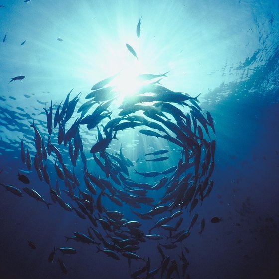 The abundance of fish in the waters off Los Cabos draws anglers from around the world.