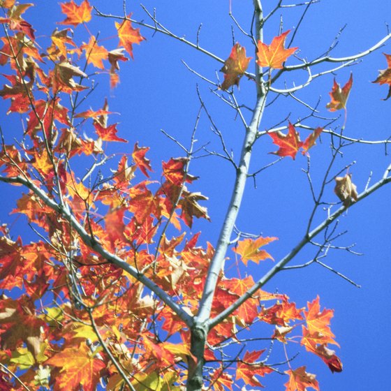 The Northeast provides amazing fall foliage.