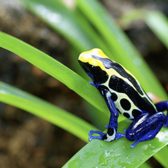 Costa Rica is rich in wildlife.