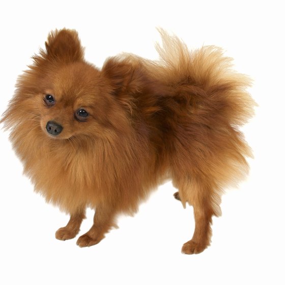 Prepare your Pomeranian by taking a long walk before leaving on your trip.