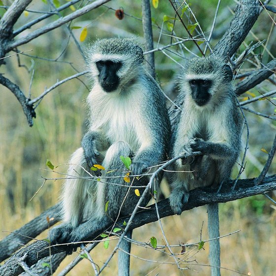 You can view animals at close range on a walking tour in Kruger National Park.