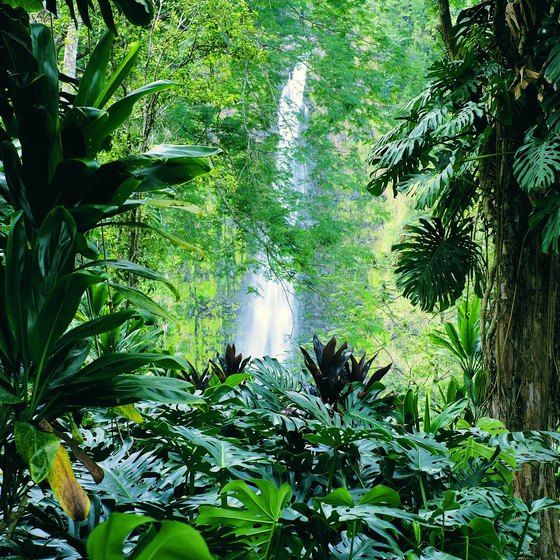 Instead of falling foliage, spend the autumn in Hawaii's lush green tropical parks.