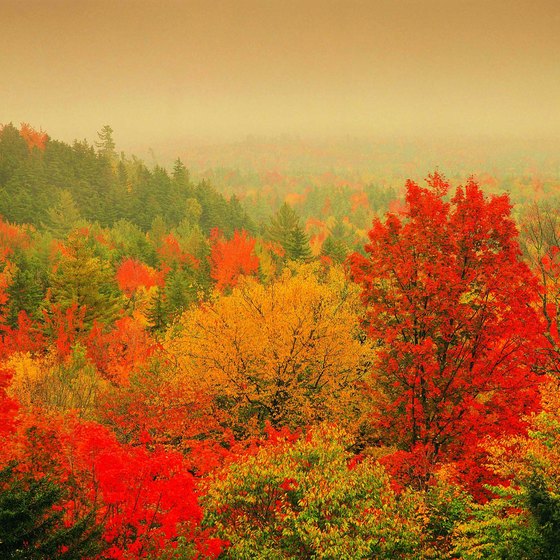 Guided tours of New England in autumn witness the fall foliage.