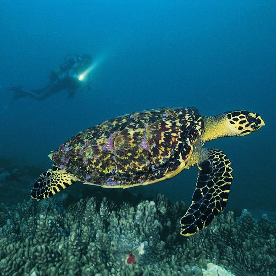 Endangered Sea Turtles In The Philippines