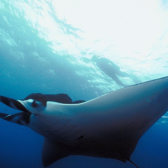 Manta rays and more await divers in the Republic of Kiribati.