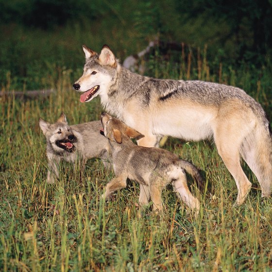 Wolf sightings are common in Yellowstone's Lamar Valley.