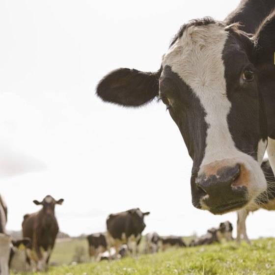 Holstein herds produce milk for Michigan dairy products.
