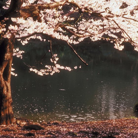 Spring in Japan signals the return of cherry blossom tree blooms.