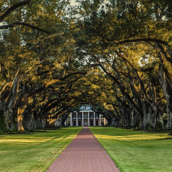 The oak trees that line the pathway to the Oak Valley Plantation are more than 300 years old.