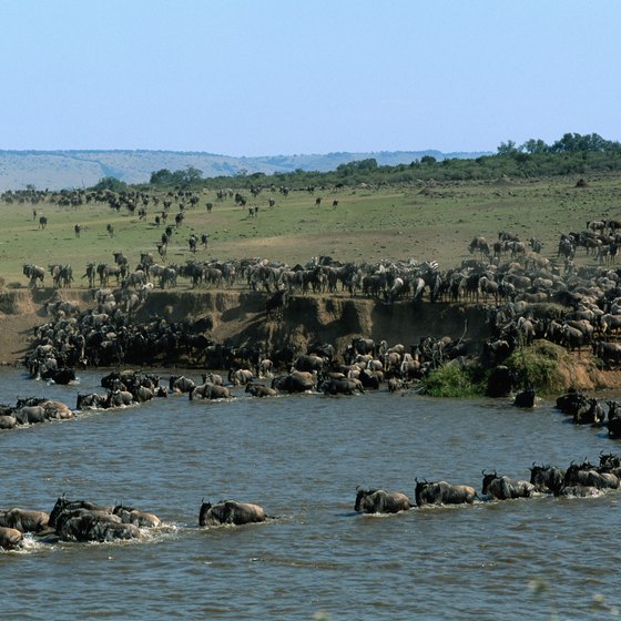 An annual migration of wildebeest is the Maasai Mara's greatest phenomenon.