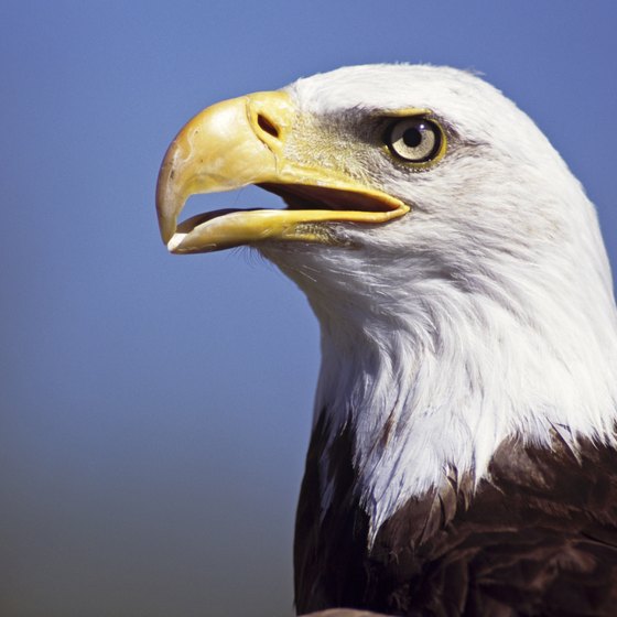 Bald eagles can be found along the Potomac River near Dahlgren, Virginia.