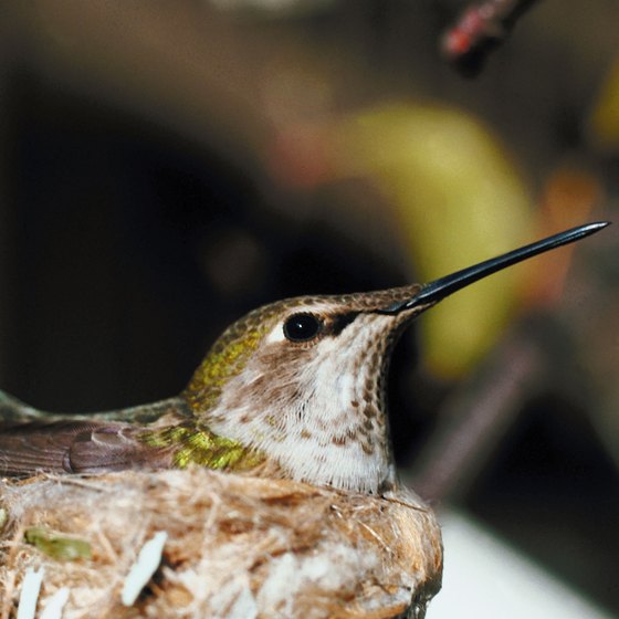 Hummingbird nests are typically the size of a sewing thimble.