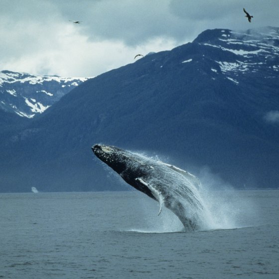 Once you spot a gray whale, look for calves swimming alongside.