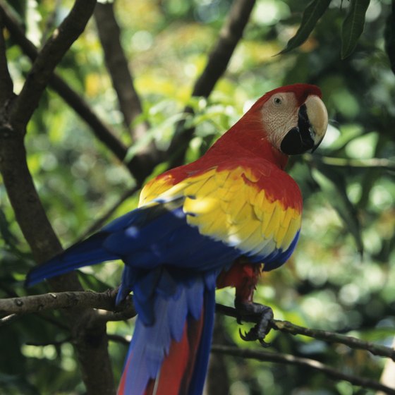Children and their parents enjoy viewing the wildlife of Guanacaste, including scarlet macaws.