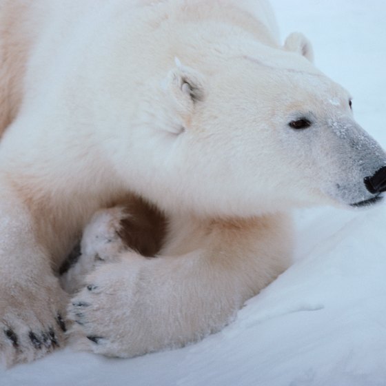 Polar bears outnumber humans on Svalbard and make treks and hiking dangerous.