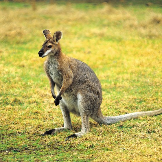 Meet kangaroos at Kentucky Down Under.