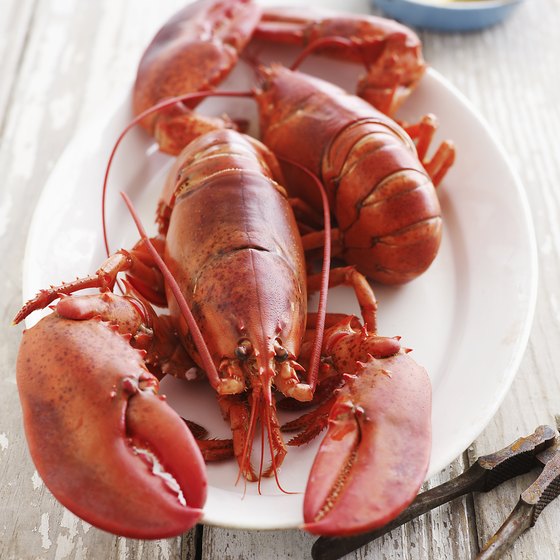 Each year, more than 20,000 pounds of lobster are cooked at the Maine Lobster Festival.