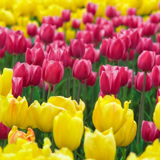 Pella is known for its vibrant springtime tulips.