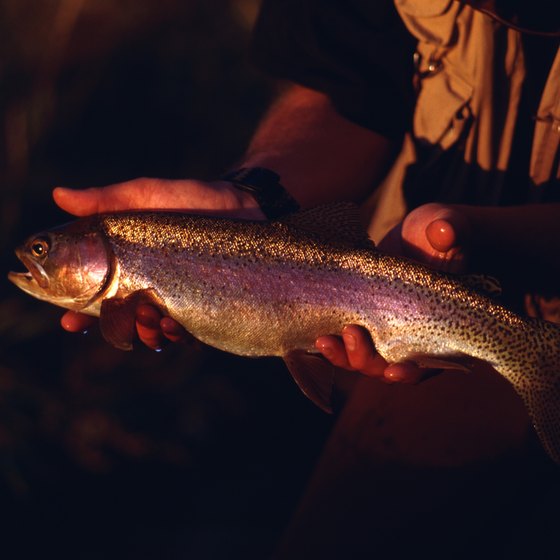 Rainbow trout are among the many fish you can catch in Dunlap Creek Park