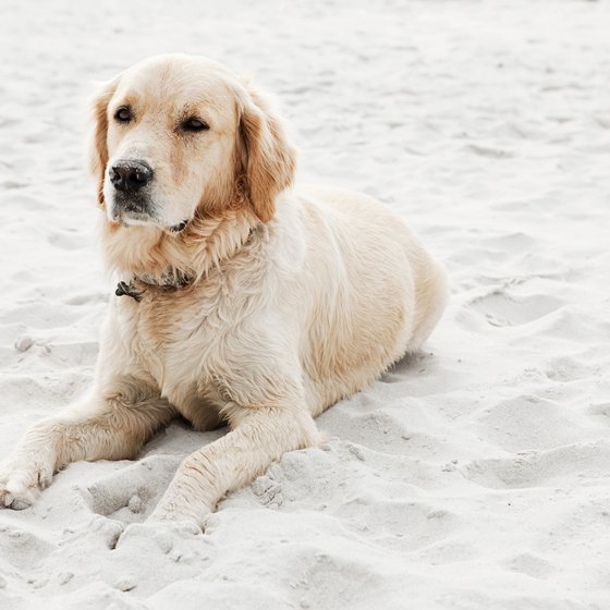 Fort De Soto has a dog-friendly beach where canines are allowed to roam off-leash.