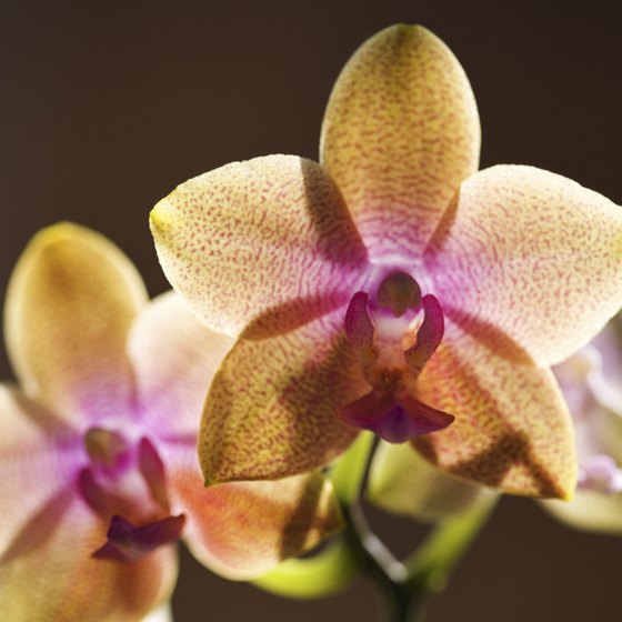 The Philippines is home to a number of endemic species of orchids.